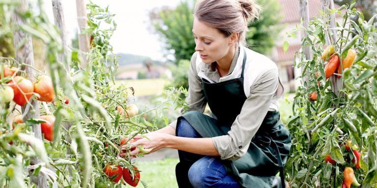 a woman kneeling in a row of tomato plans with lots of ripe, red tomatoes