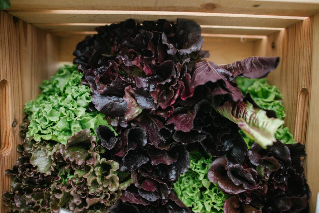 box of red and green lettuce