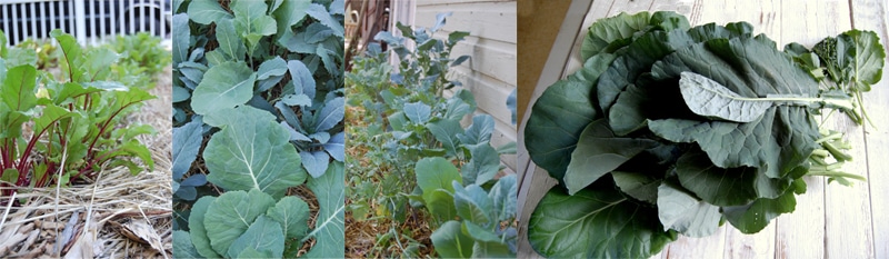 greens