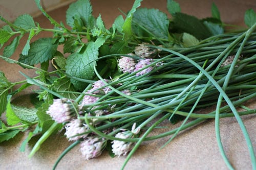 herbs