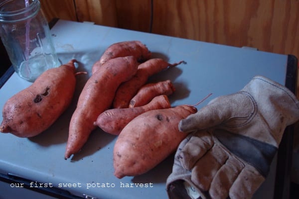 sweet taters