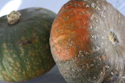 whole-squash